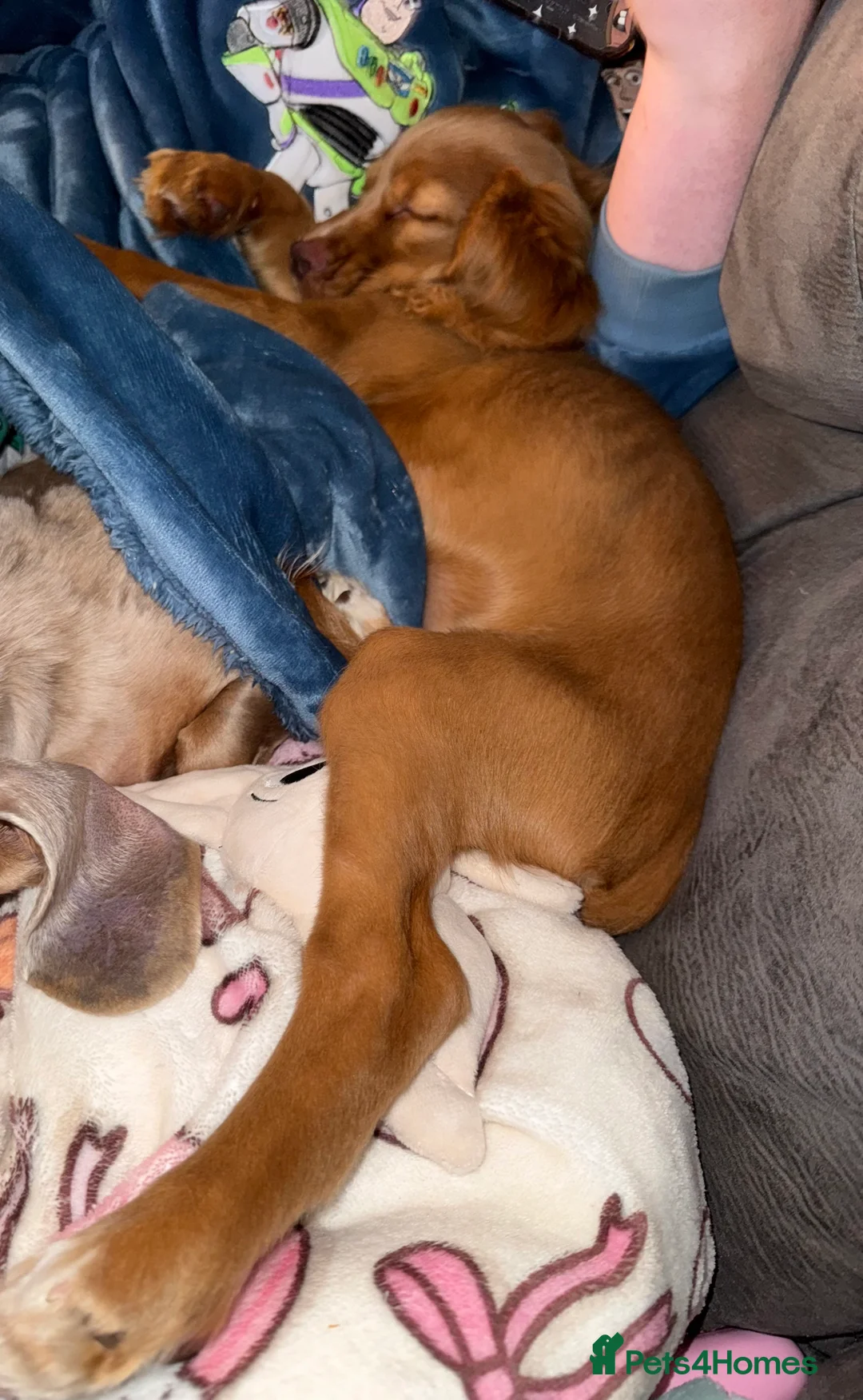 Cocker Spaniel dogs for sale: Beautiful 5 month old Cocker Spaniel Girl  - Advert 3