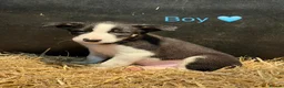 Mixed Breed dogs for sale: Chunky Tri coloured Collie pups for sale - Advert 8