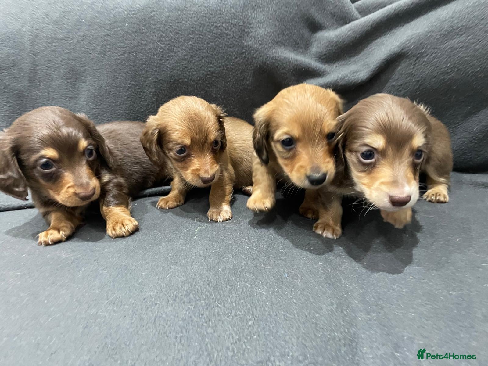 Miniature Dachshund dogs Quality KC Registered Mini Long-Haired Dachshunds  - Advert 18