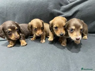 Miniature Dachshund dogs Quality KC Registered Mini Long-Haired Dachshunds - Advert 5