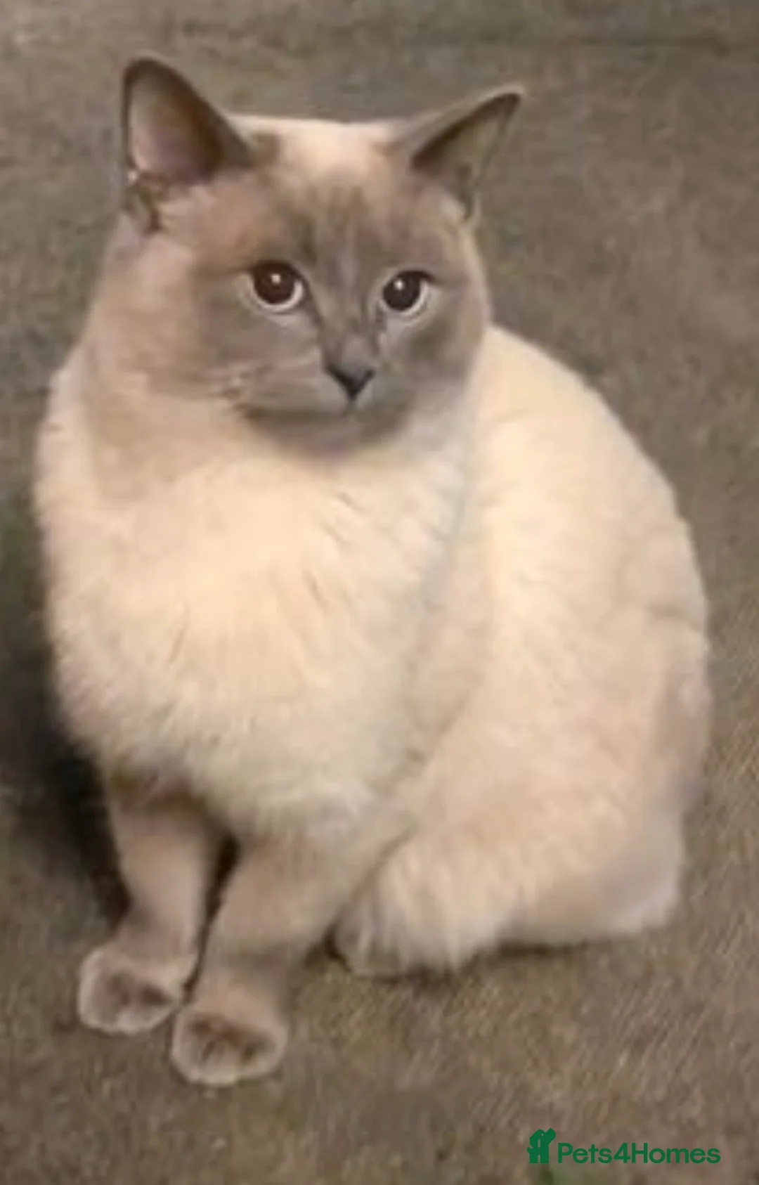 Ragcoon cats for sale: Ragdoll Maine Coon Babies - Advert 2