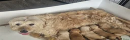 Mixed Breed dogs for sale: Beautiful Strong healthy puppy’s  - Advert 6
