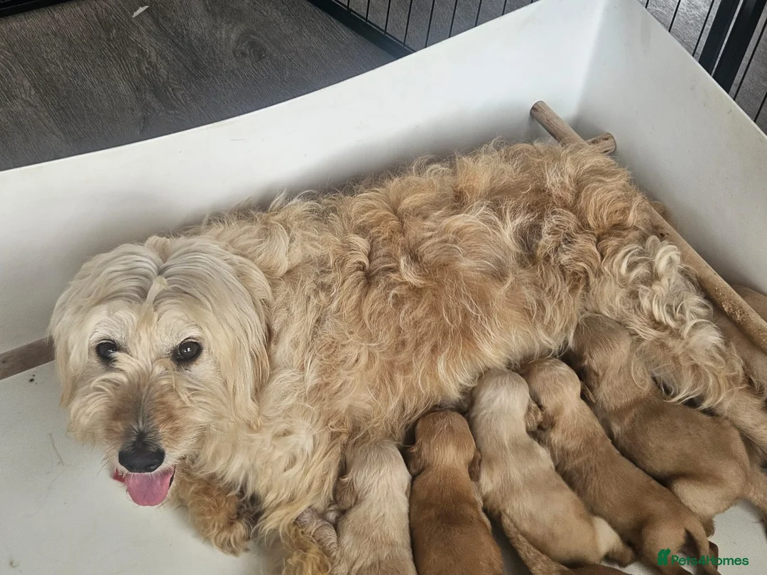 Mixed Breed dogs for sale: Beautiful Strong healthy puppy’s  - Advert 18