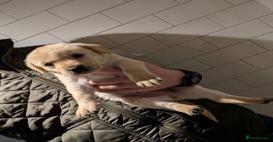 Labrador Retriever dogs - Advert 2