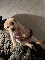 Labrador Retriever dogs - Advert 3