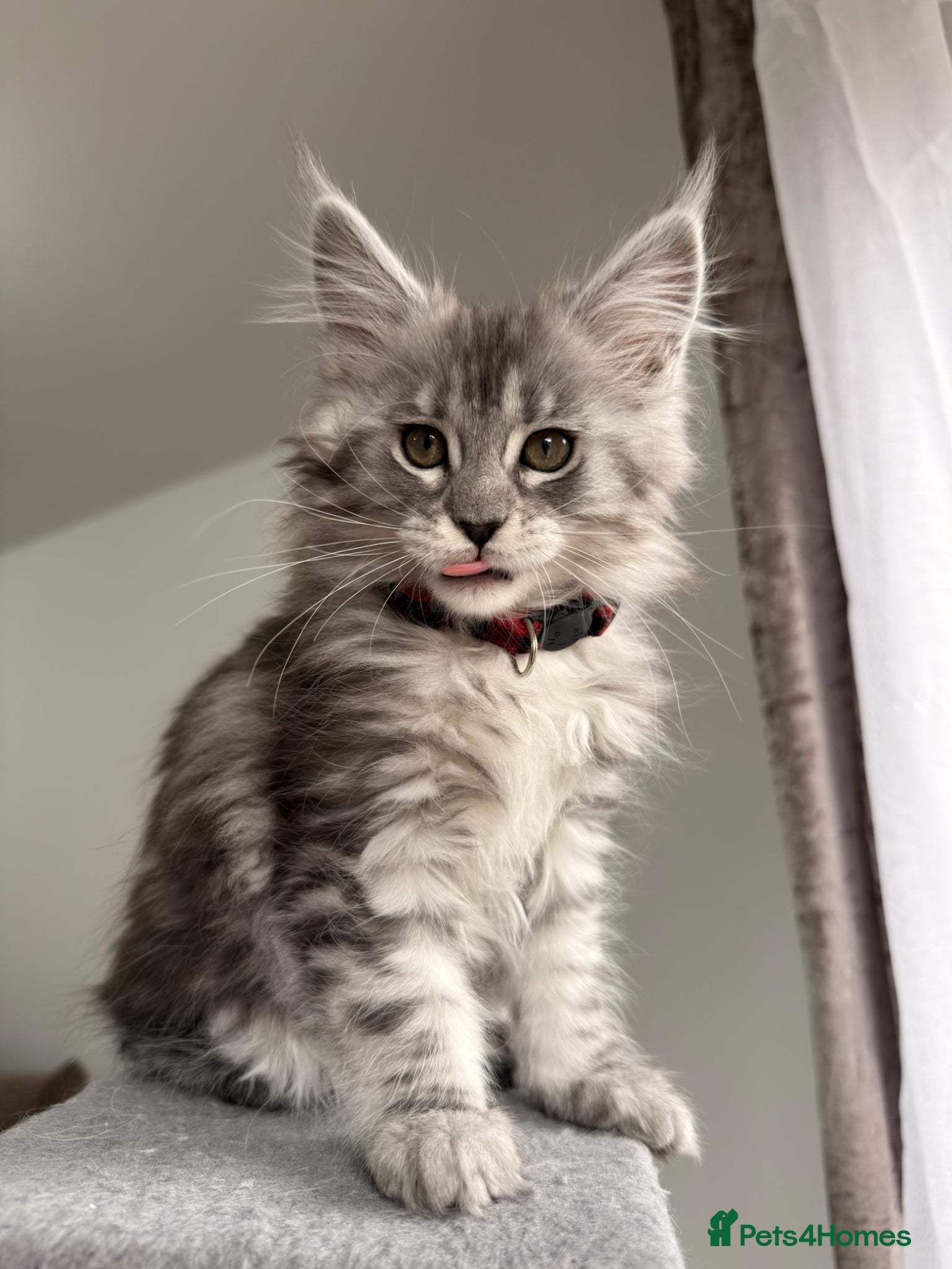 Maine Coon cats 🐾 Stunning Maine Coon Kittens🐾 - Advert 1