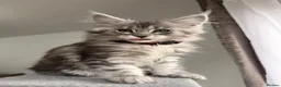 Maine Coon cats for sale: 🐾 Stunning Maine Coon Kittens🐾 - Advert 1