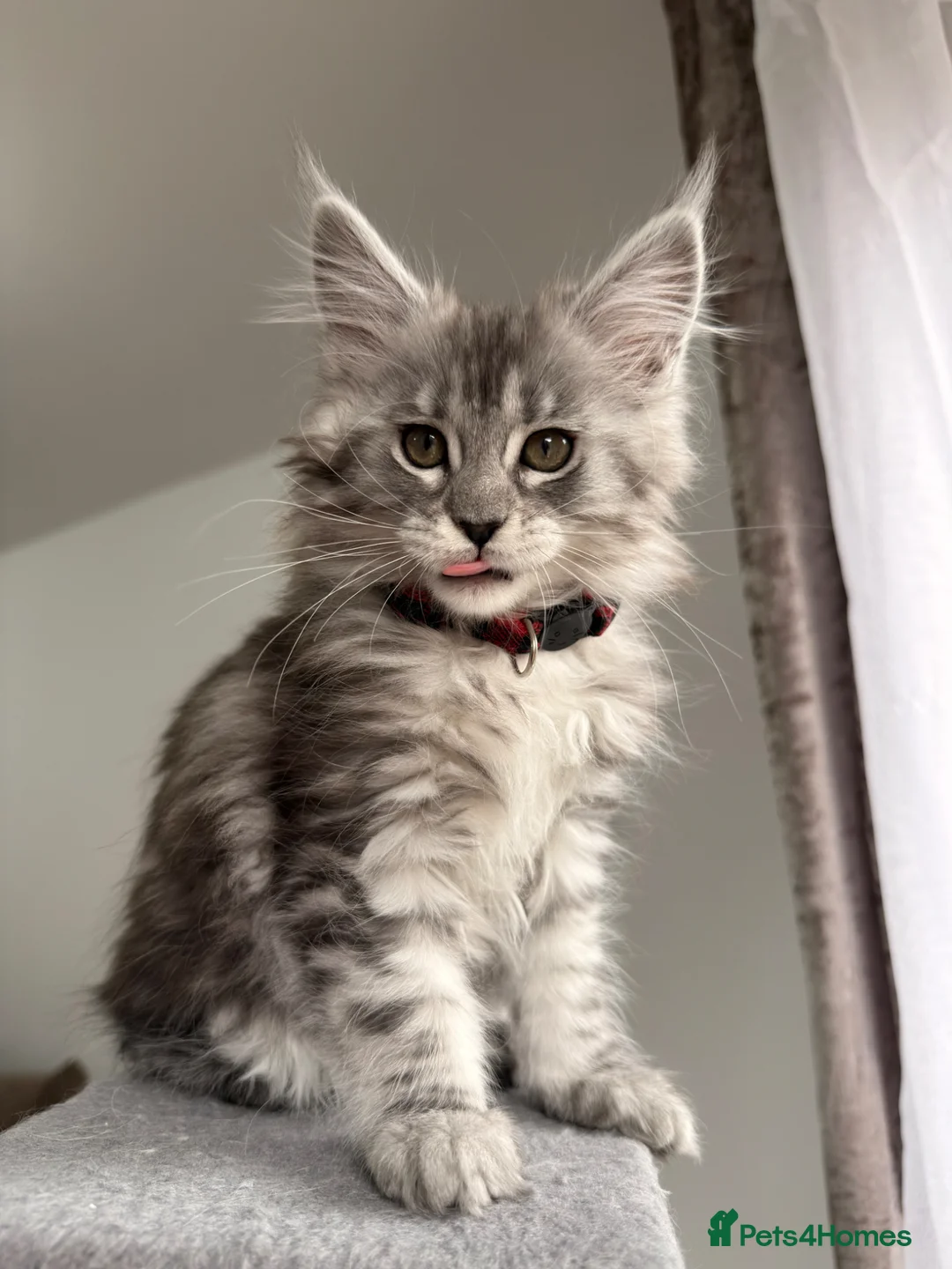 Maine Coon cats for sale: 🐾 Stunning Maine Coon Kittens🐾 - Advert 1