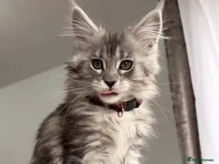 Maine Coon cats 🐾 Stunning Maine Coon Kittens🐾 - Advert 1