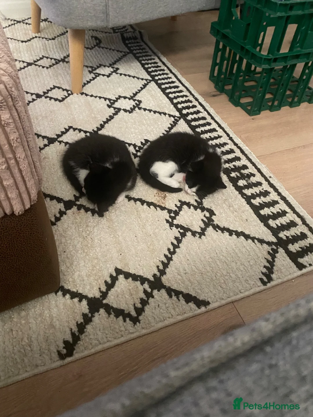 Mixed Breed cats for sale: Lovely part ragdoll kittens in Chichester - Advert 10