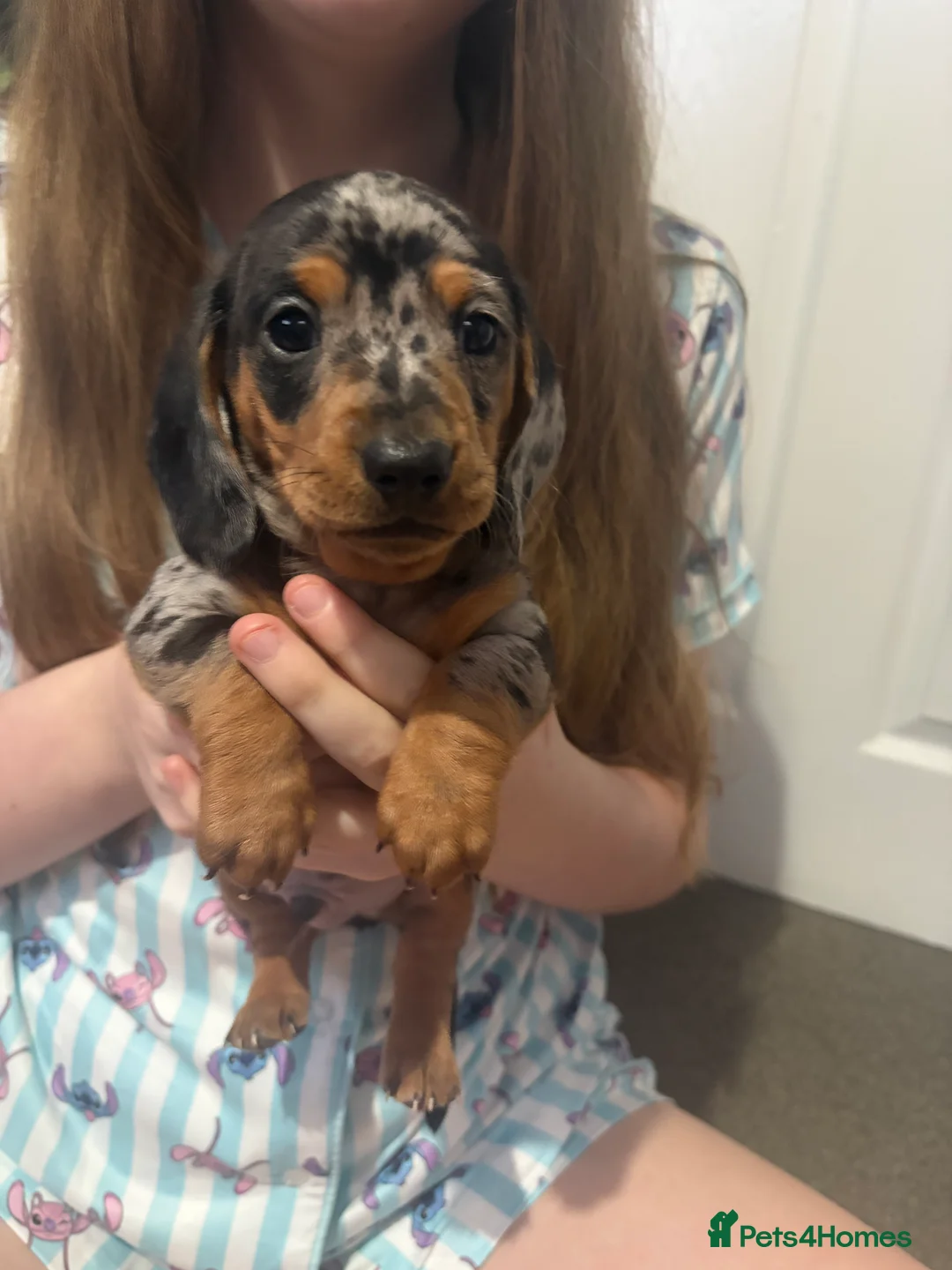 Dachshund dogs for sale: 2 boy Miniture dashund puppies for sale  - Advert 3