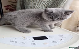 British Shorthair cats for sale: Last 2 Kittens Lilac & Blue Healthy GCCF Pedigree  - Image 13