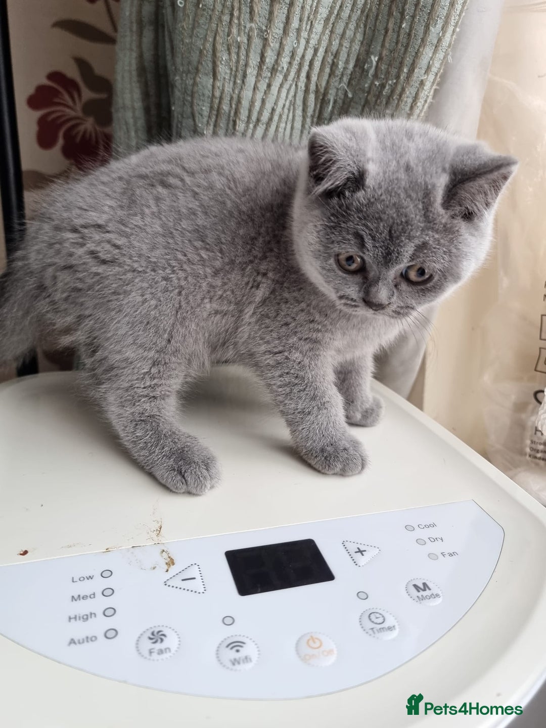 British Shorthair cats for sale: Last 2 Kittens Lilac & Blue Healthy GCCF Pedigree  - Image 13