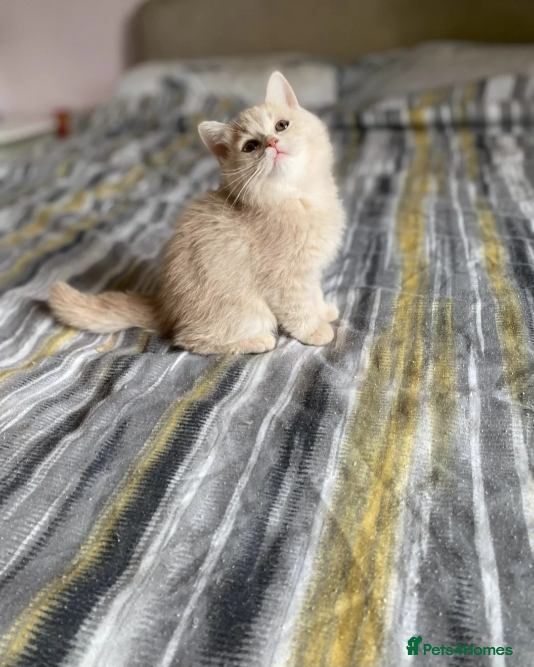 British Shorthair cats for sale: Lovely pure British shirthair ready  - Advert 2