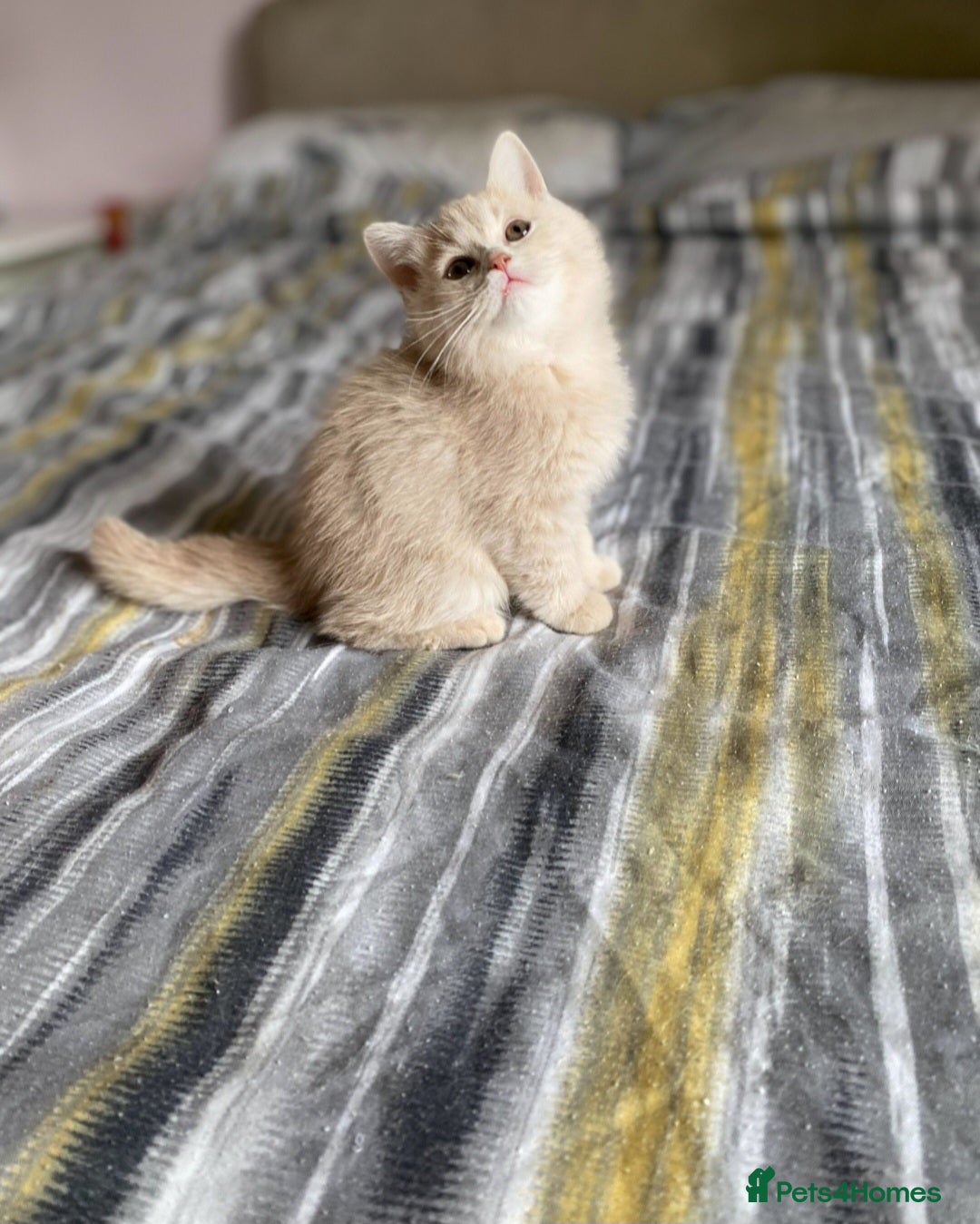 British Shorthair cats Lovely pure British shorthair ready - Advert 1