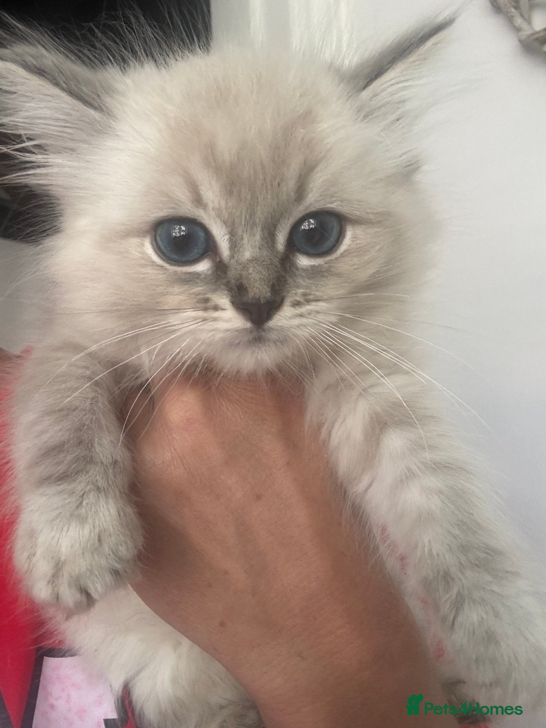 Ragdoll cats for sale: Champion bloodlines Ready for their loving homes - Image 29
