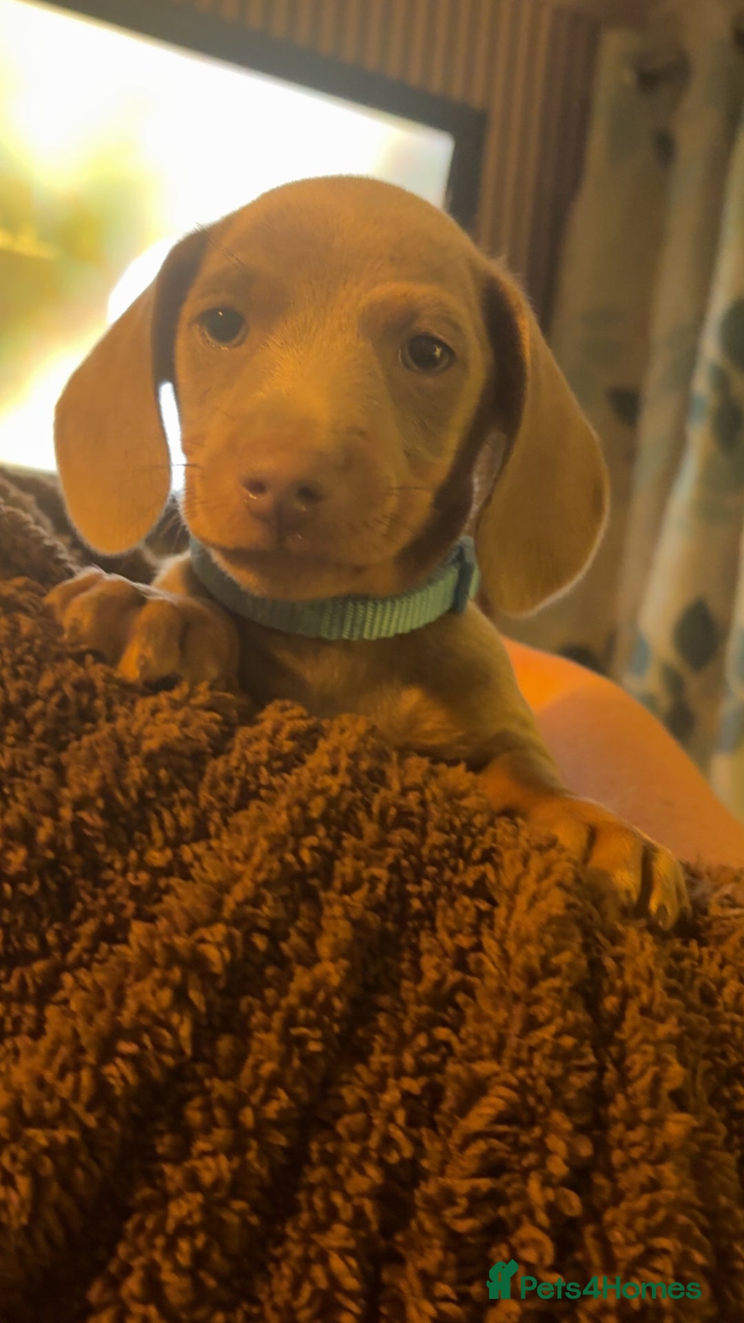 Miniature Dachshund dogs for sale: ISABELLA AND TAN MINIATURE DACHSHUND PUPPIES  - Advert 10
