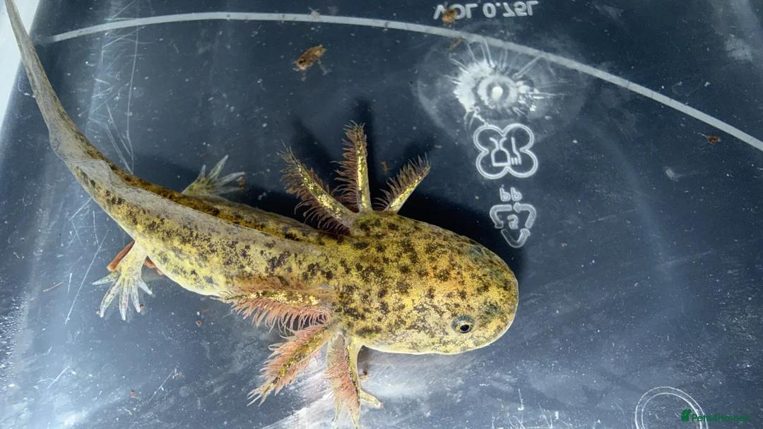 Axolotl reptiles for sale: Axolotls various morphs - Advert 1