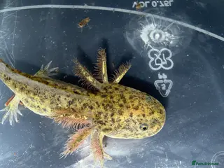 Axolotl reptiles Axolotls various morphs - Advert 13