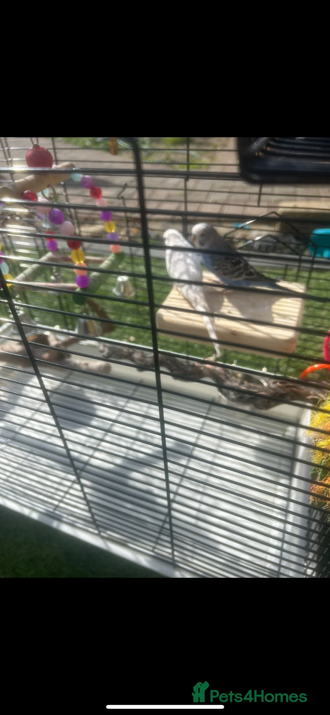 Mixed Breed birds for sale: Budgies - Advert 5
