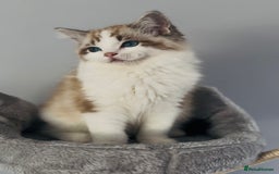 Ragdoll cats for sale: Tica ActiveChampion Blood, Full peddigree Kittens in Leicester - Image 7