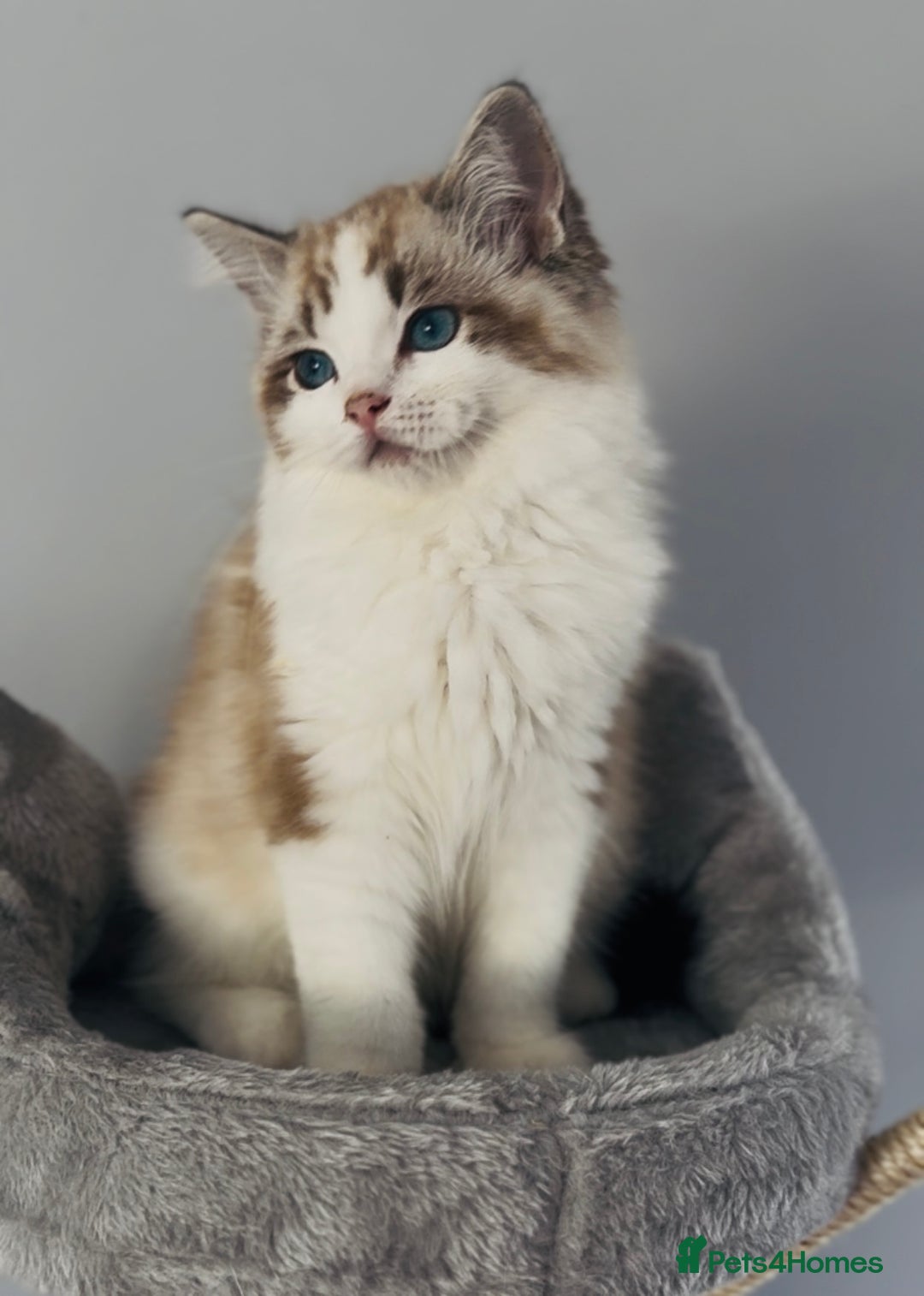Ragdoll cats for sale: Tica ActiveChampion Blood, Full peddigree Kittens in Leicester - Image 7