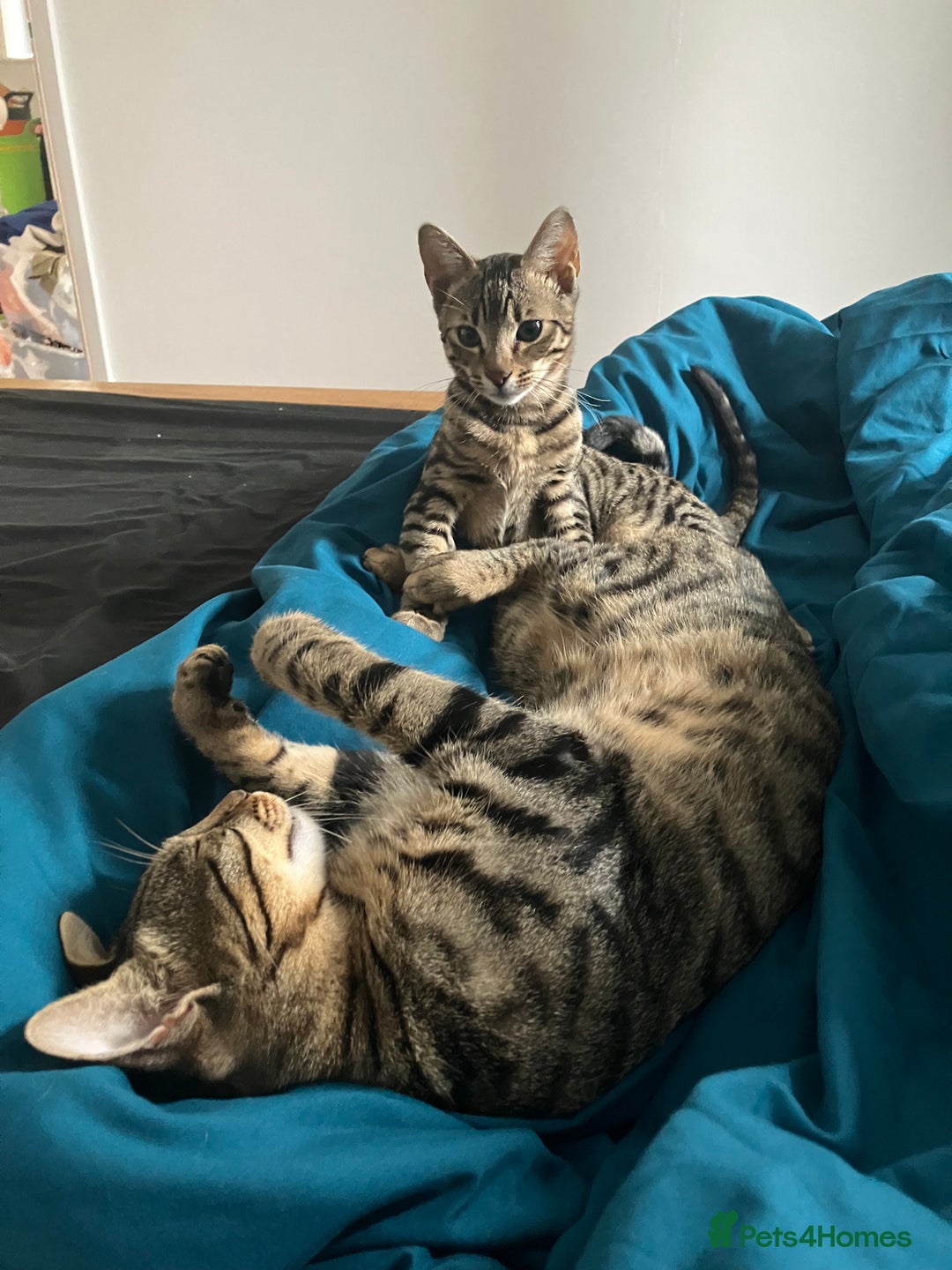 Bengal cats for sale: Beautiful Bengal boy for sale (read full ad) - Image 4