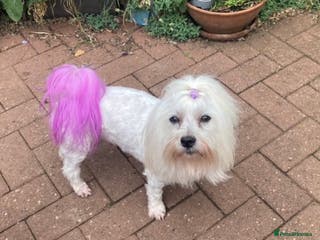 Toy Poodle dogs Stunning Maltese at STUD in Coventry - Advert 14