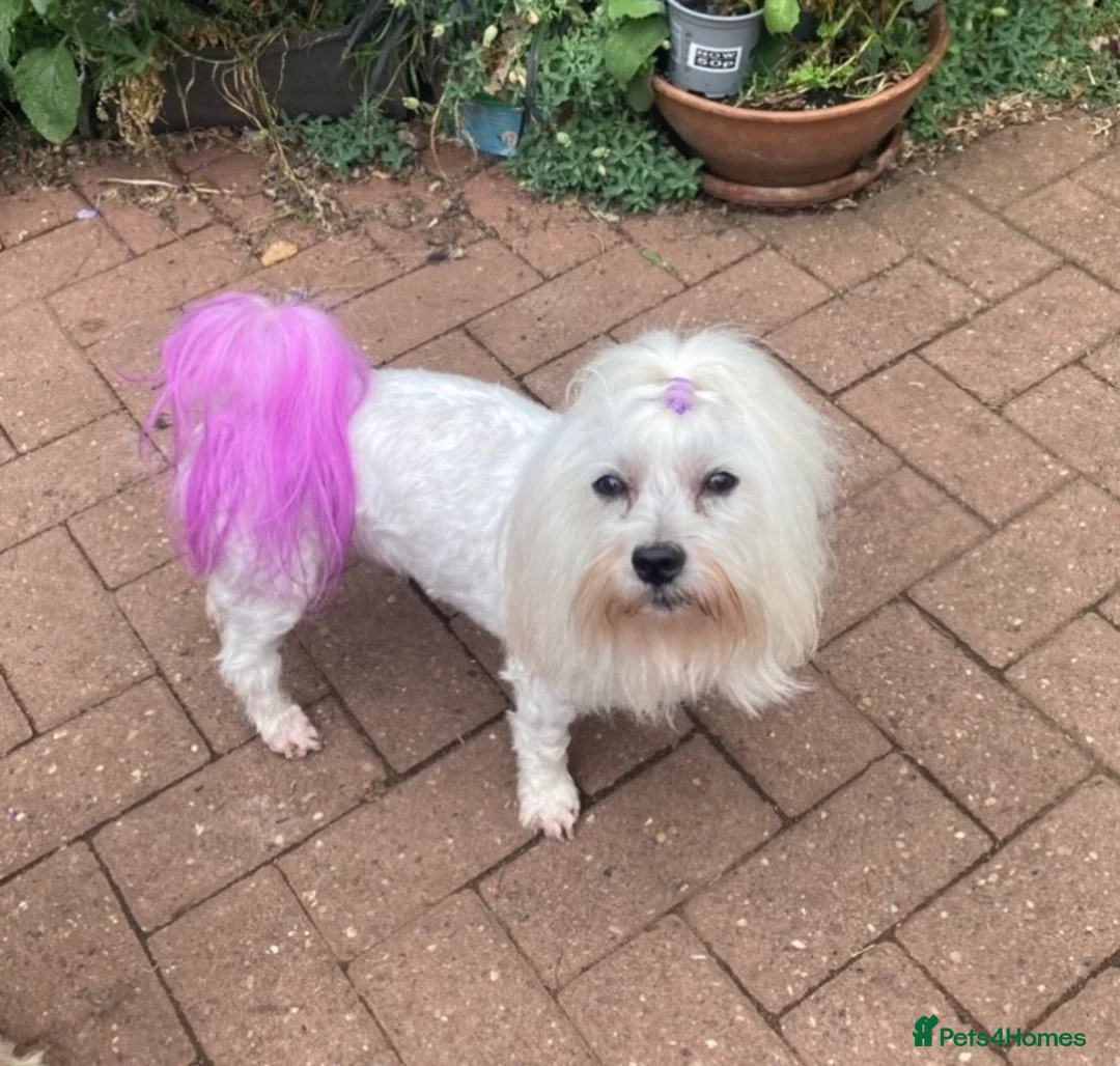 Toy Poodle dogs for stud: Stunning Maltese at STUD in Coventry - Advert 1