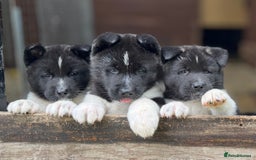 Akita dogs for sale: Quality KC Registered American Akita Puppies - Image 18