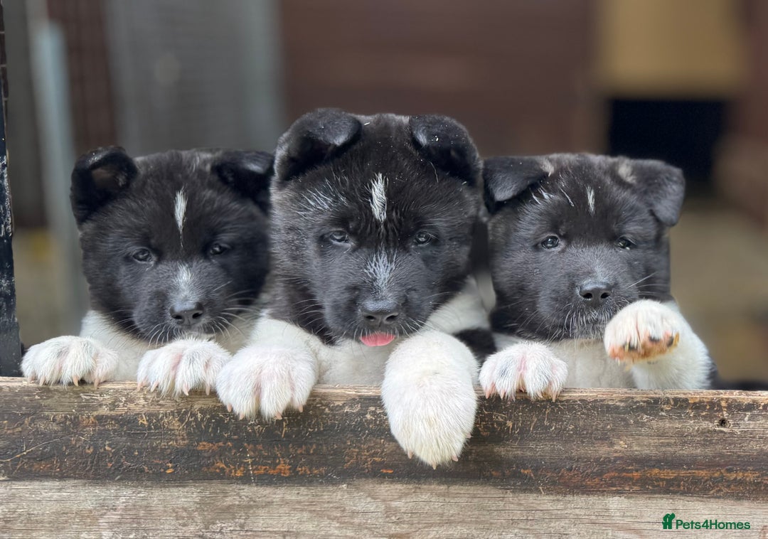 Akita dogs for sale: Quality KC Registered American Akita Puppies - Image 18