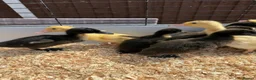 Ducks poultry for sale: 11 Day Old Large Mixed Breed Unsexed Ducks - Advert 4