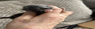 Mixed Breed 1