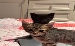 British Shorthair cats for sale: 3 kittens for sale - Image 5