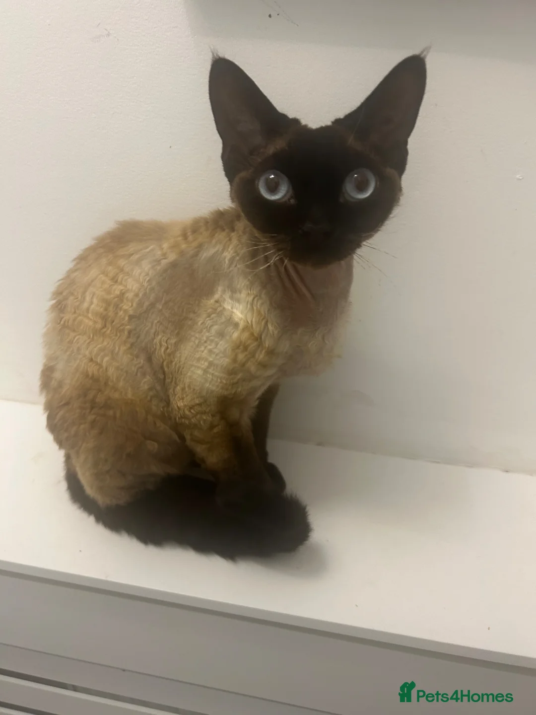 Devon Rex cats for sale: Beautiful seal point Devon Rex boy - Advert 1