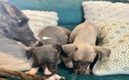 Mixed Breed dogs for sale: 2 Italian Greyhound x Whippet Pups for Sale  - Image 3