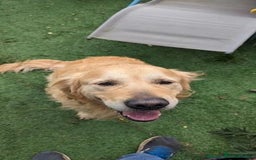 Golden Retriever dogs for sale: 🐾Sweet Golden Retriever Puppies-5 generation KC🐾 - Image 35