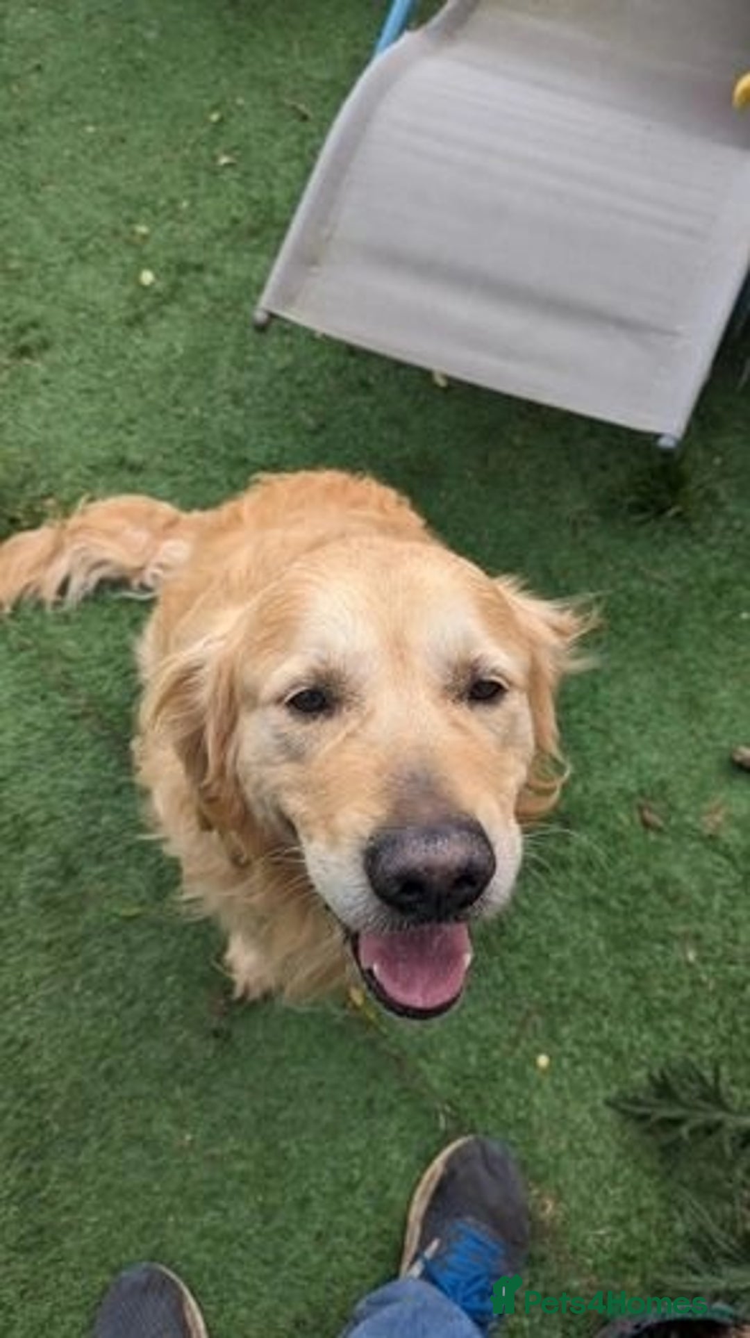 Golden Retriever dogs for sale: 🐾Sweet Golden Retriever Puppies-5 generation KC🐾 - Image 35