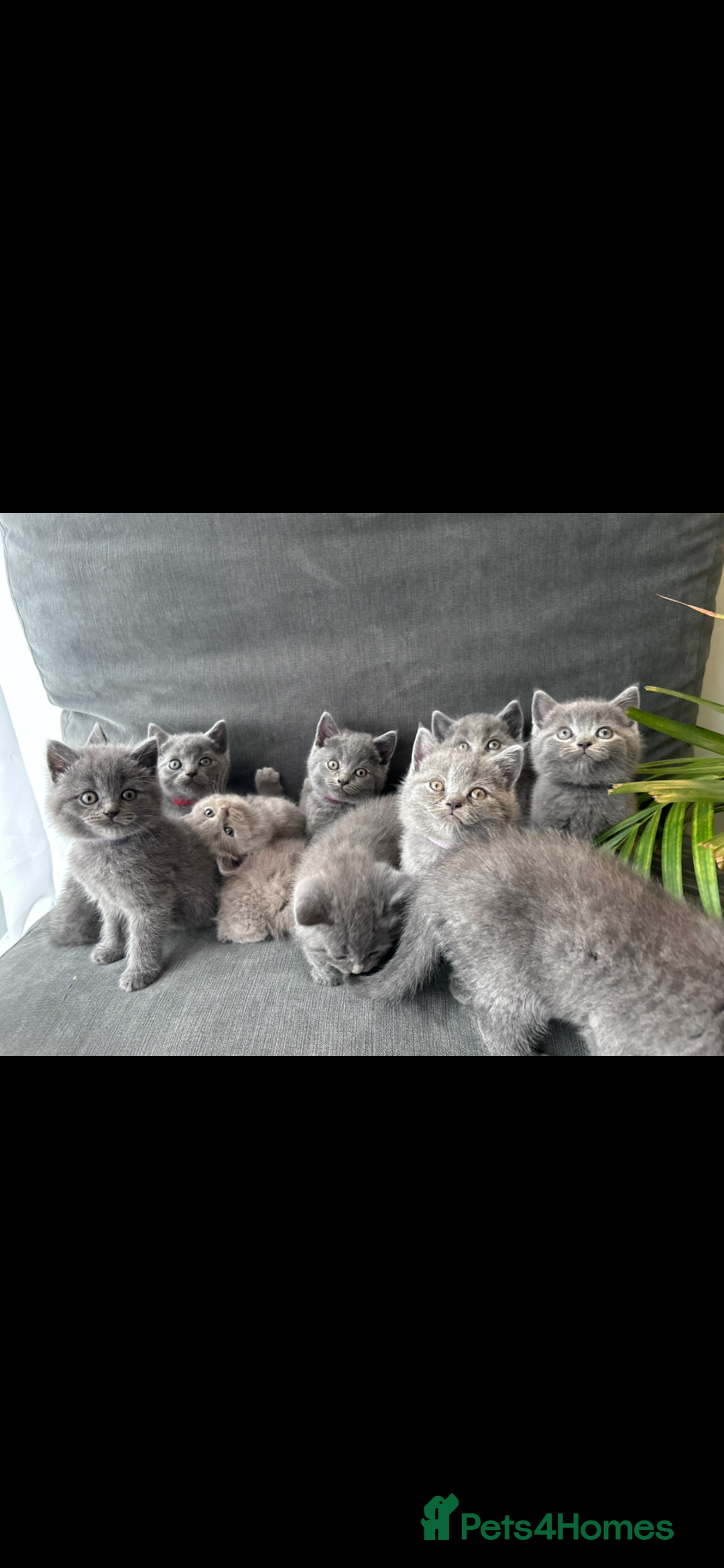British Shorthair cats for sale: PURE PEDIGREE BSH KITTENS - Image 31