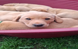 Labrador Retriever dogs for sale: Mix of fox red and yellow labrador puppies - Image 12