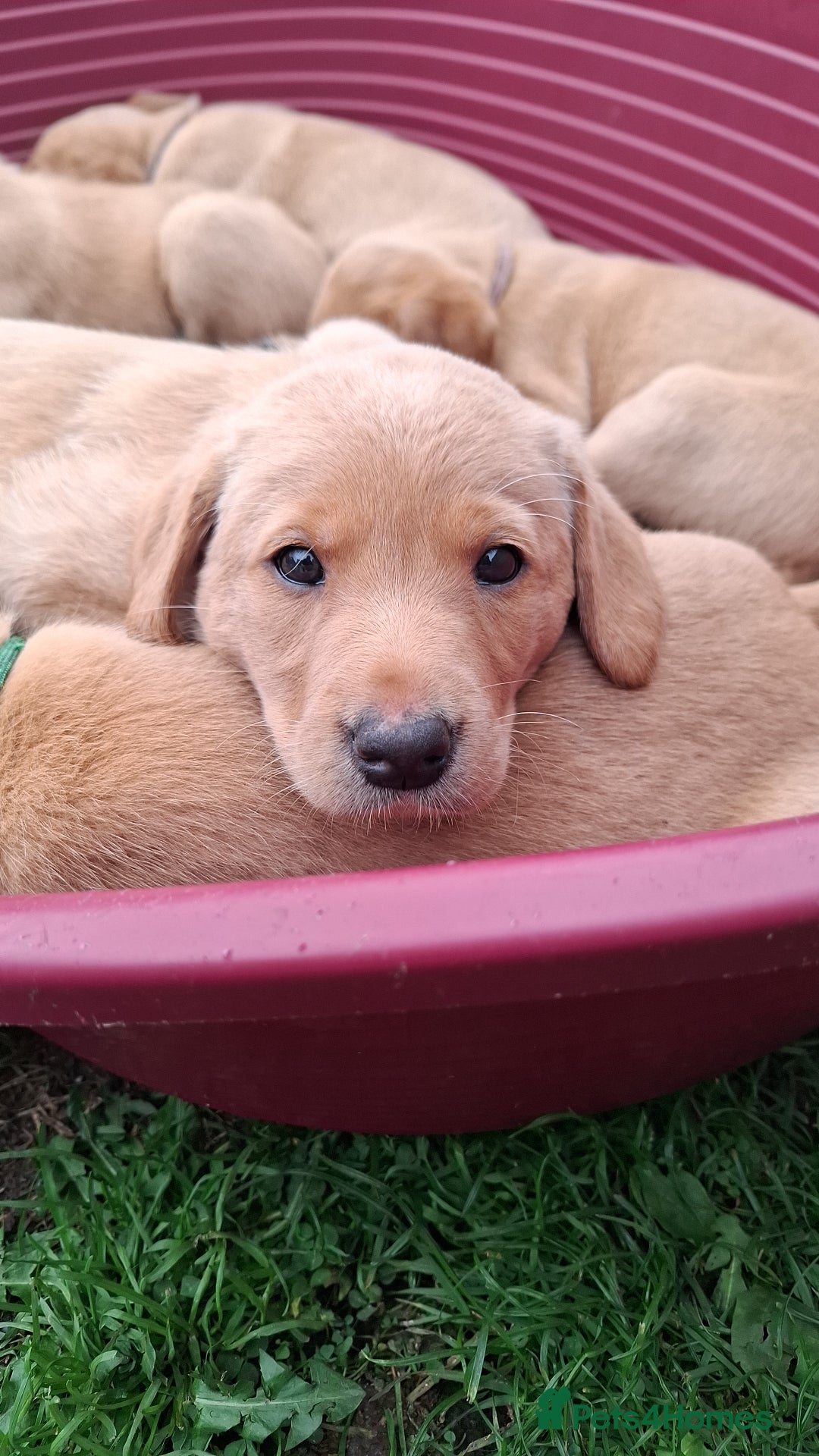 Labrador Retriever dogs for sale: Mix of fox red and yellow labrador puppies - Image 12