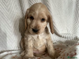 Cocker Spaniel dogs Show cocker Spaniel puppies ready to leave now - Advert 17