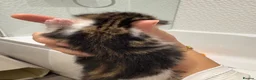 Mixed Breed cats for sale: Mixed kittens available  - Advert 8