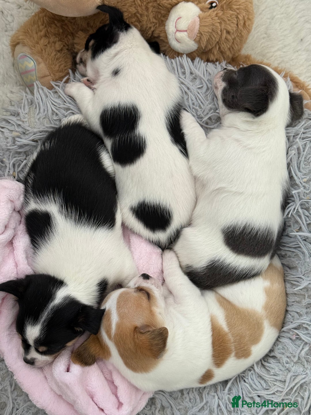 Chihuahua dogs for sale: Gorgeous Cuddly Chihuahua puppies - Image 1