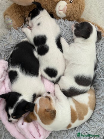 Chihuahua dogs - Advert 11