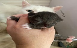 Mixed Breed cats for sale: Ragdoll X kitten for sale  - Image 8