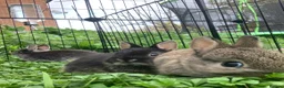 Netherland Dwarf rabbits for sale: Netherland Dwarfs x3 Left READY NOW - Advert 14