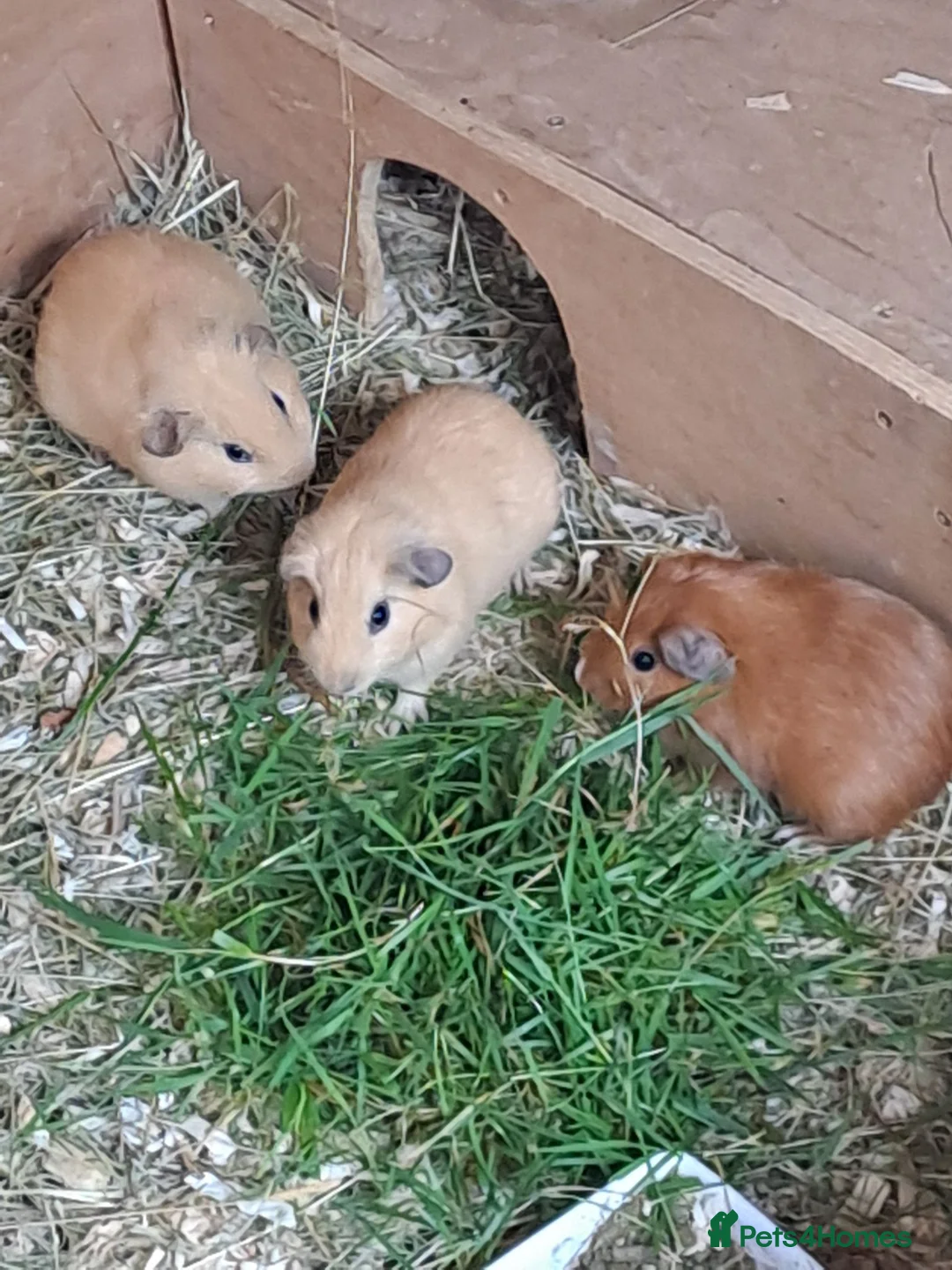 Guinea Pig rodents for sale: Beautiful Baby guinea pigs for sale  - Advert 4