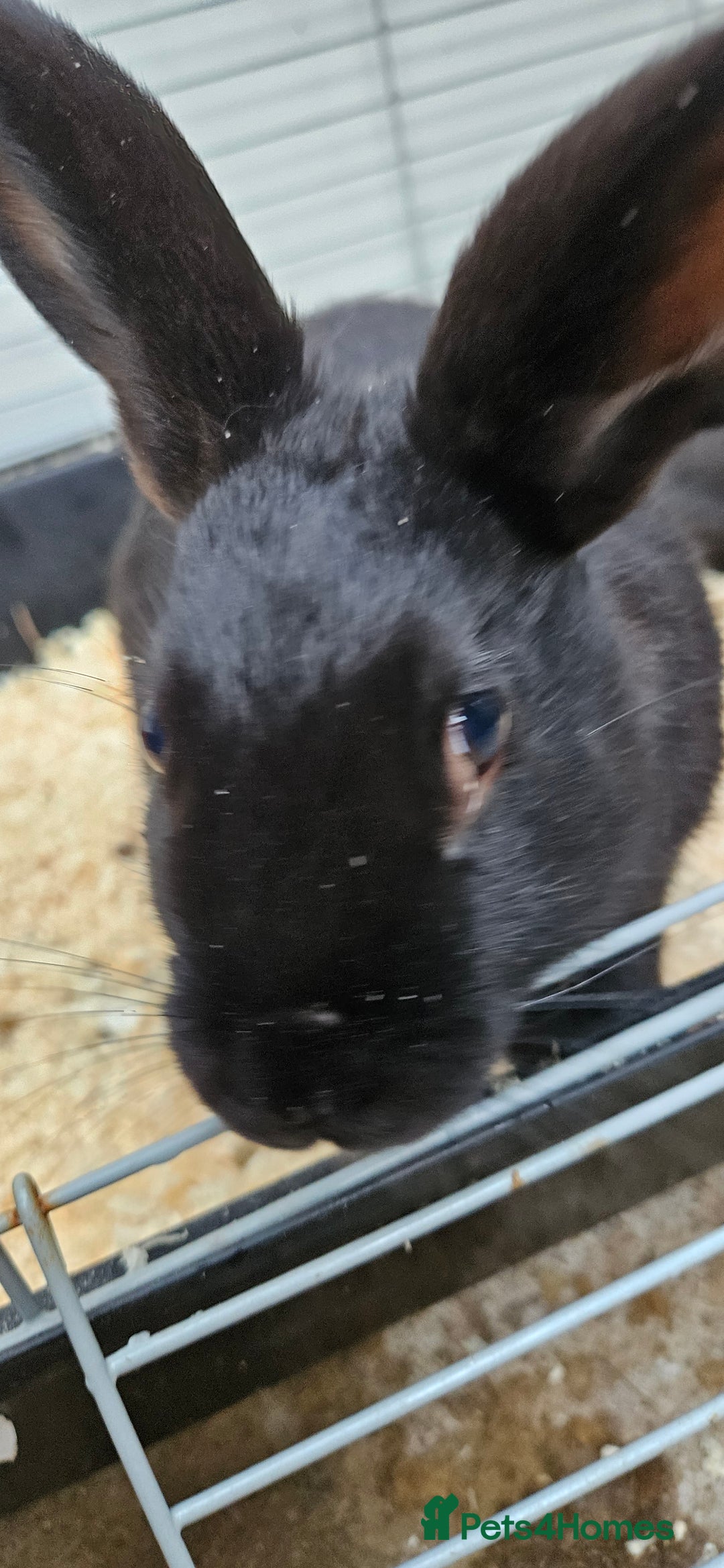 Mixed Breed rabbits for sale: Male Rabbits for Sale - Image 2