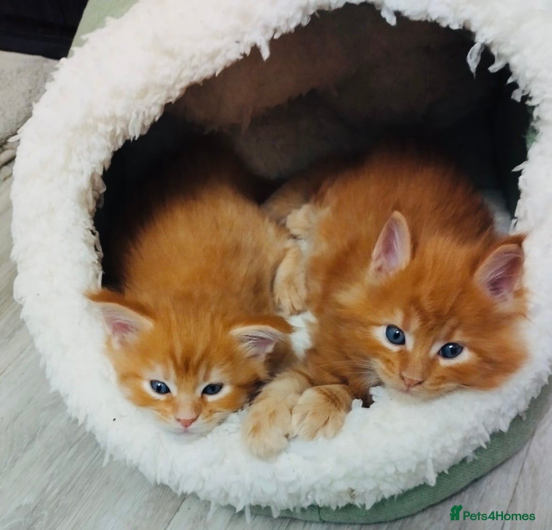 Maine Coon cats for sale: Pure breed main coon boys looking for loving home - Image 14